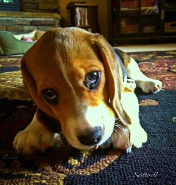 beagle-cute-puppy-Switters-Bucky-pet